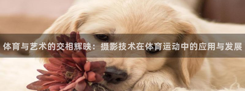 意昂注册：体育与艺术的交相辉映：摄影技术在体育运动中的应用与发展